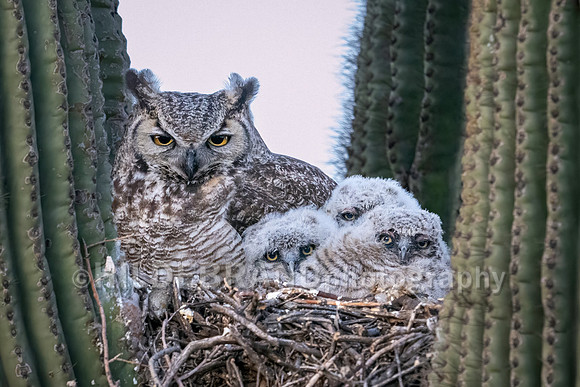 Great Horned Owl
