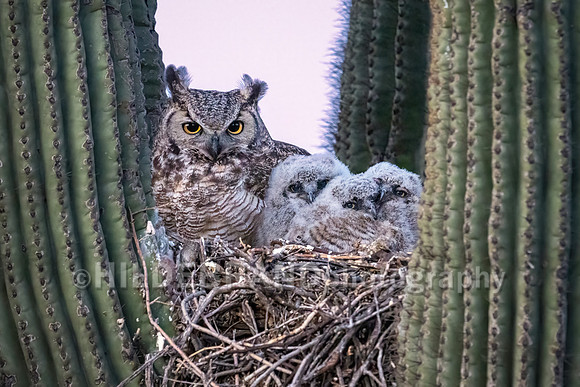 Great Horned Owl