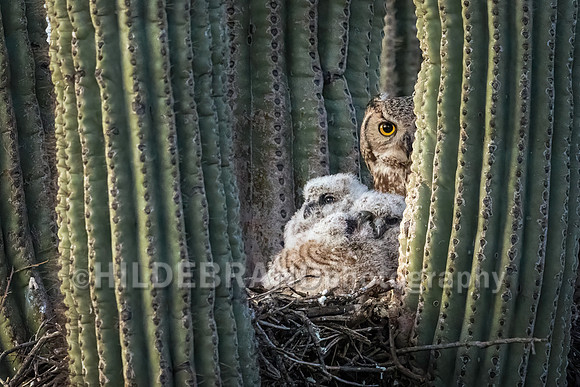 Great Horned Owl