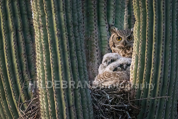 Great Horned Owl