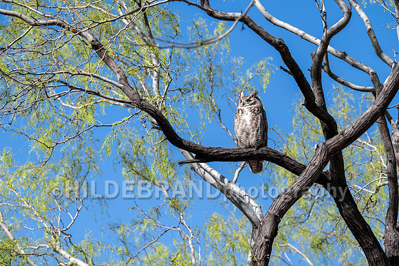 Great Horned Owl