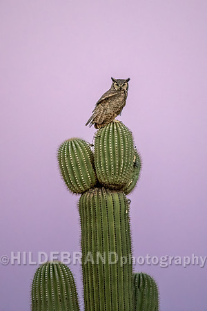 Great Horned Owl