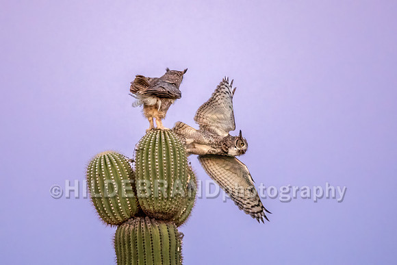 Great Horned Owl