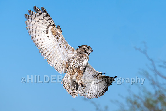 Great Horned Owl