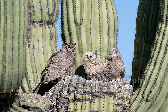 Great Horned Owl
