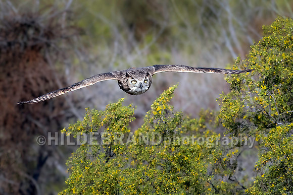Great Horned Owl