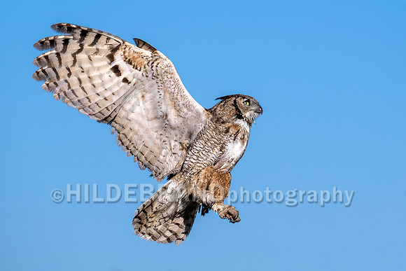 Great Horned Owl
