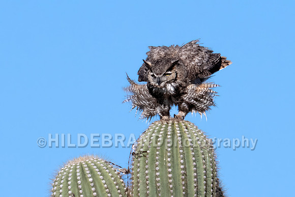 Great Horned Owl