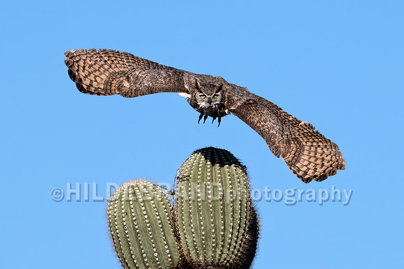 Great Horned Owl