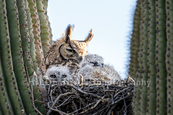 Great Horned Owl