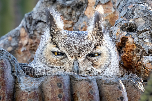 Great Horned Owl