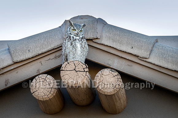 Great Horned Owl