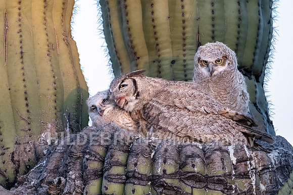 Great Horned Owl