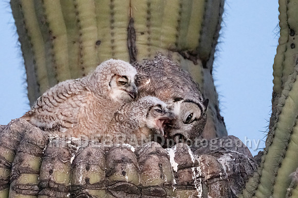 Great Horned Owl