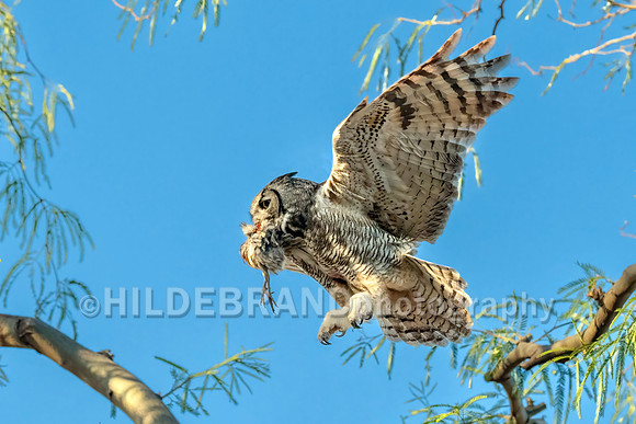 Great Horned Owl