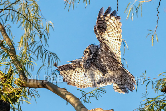 Great Horned Owl