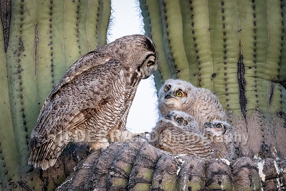 Great Horned Owl