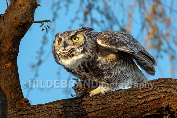 Great Horned Owl