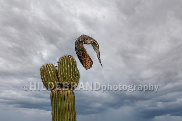 Great Horned Owl