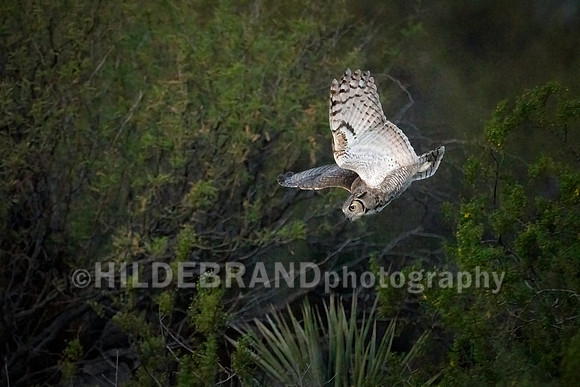 Great Horned Owl