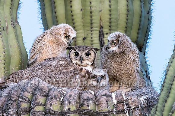 Great Horned Owl