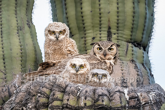 Great Horned Owl