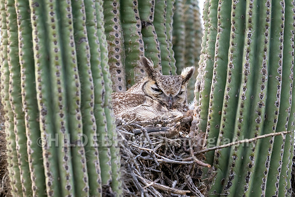 Great Horned Owl