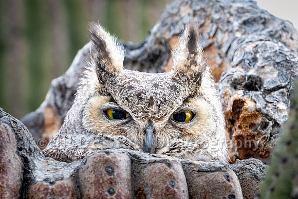 Great Horned Owl