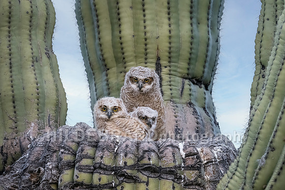 Great Horned Owl