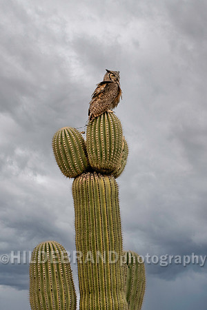 Great Horned Owl