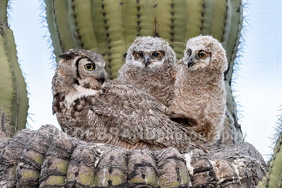 Great Horned Owl