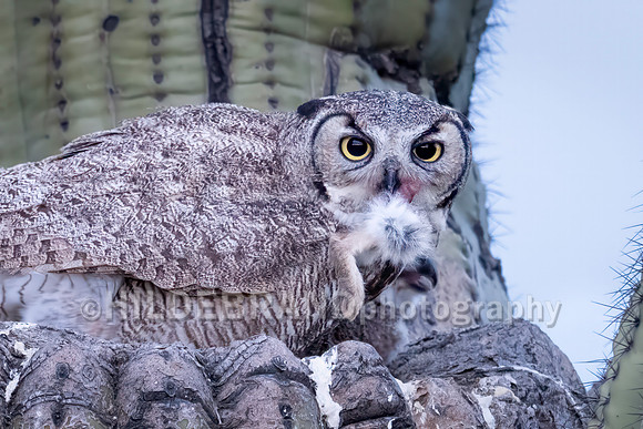 Great Horned Owl