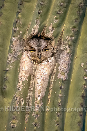 Western Screech-Owl