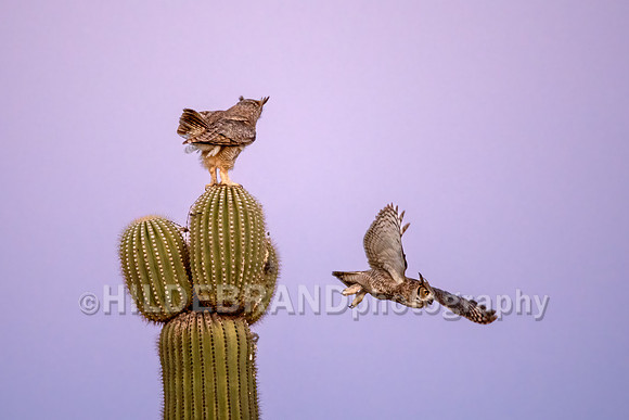 Great Horned Owl