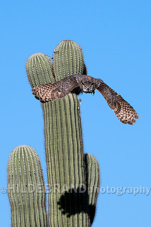Great Horned Owl