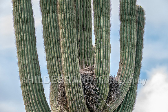 Great Horned Owl
