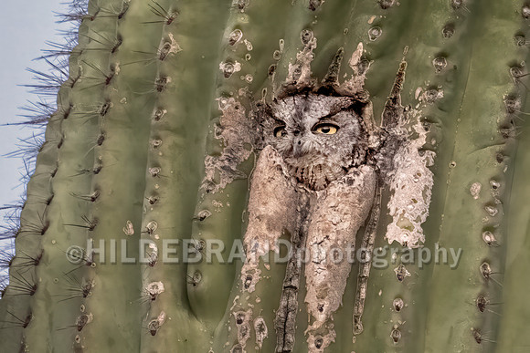 Western Screech-Owl