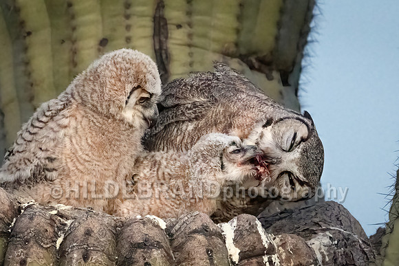 Great Horned Owl