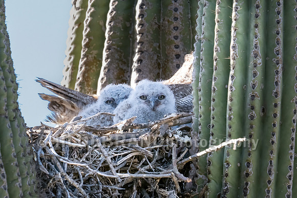 Great Horned Owl