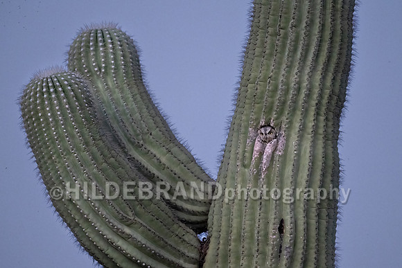 Western Screech-Owl