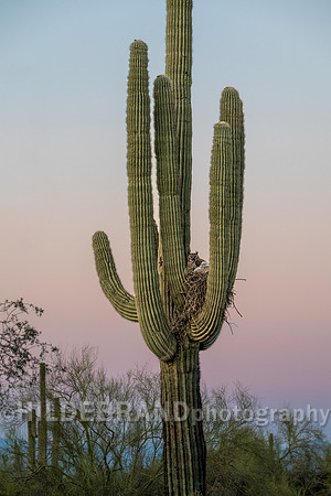Great Horned Owl