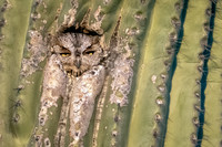 Western Screech-Owl