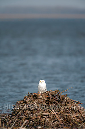 Snowy Owl