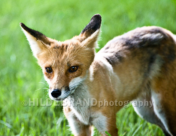 Neighborhood Red Fox