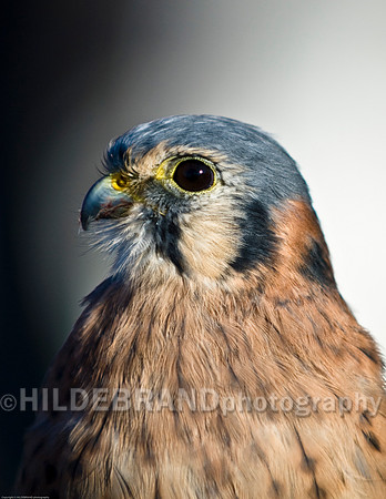 American Kestrel