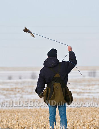 Falconer with Lure