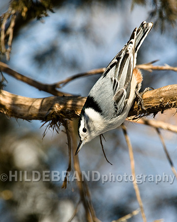 White-breasted Nuthatch
