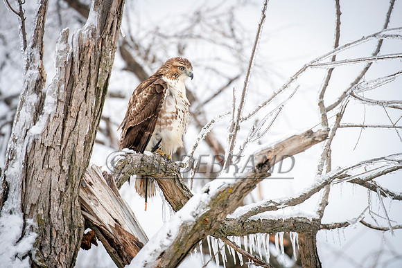 Icy Perch