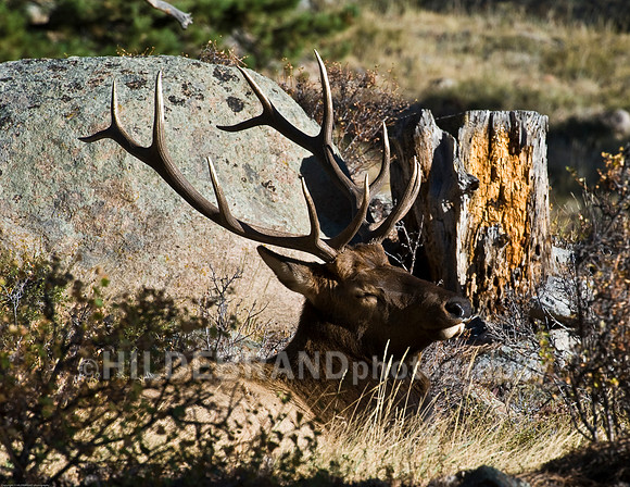 Bull Elk