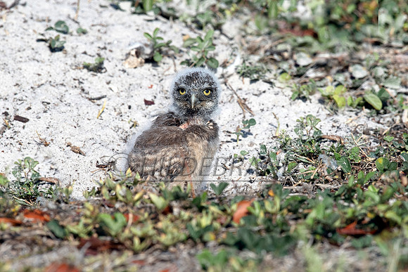 Burrowing Owl